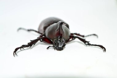 Beyaz arka planda erkek gergedan böceği, Xylotrupes Gideon Linnaeus, Siyam gergedan böceği, dövüşen böcek