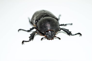 Beyaz arka planda dişi gergedan böceği