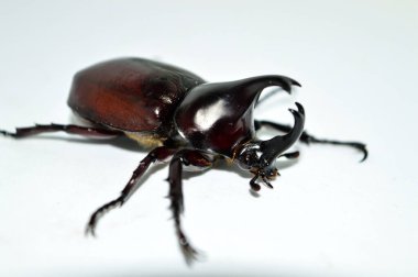 Beyaz arka planda erkek gergedan böceği, Xylotrupes Gideon Linnaeus, Siyam gergedan böceği, dövüşen böcek