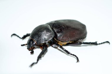 Beyaz arka planda dişi gergedan böceği