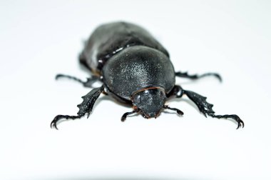 Beyaz arka planda dişi gergedan böceği