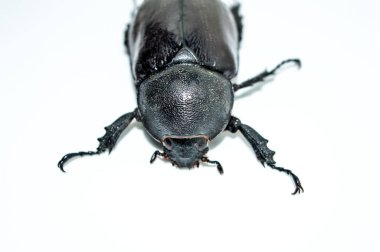 Beyaz arka planda dişi gergedan böceği