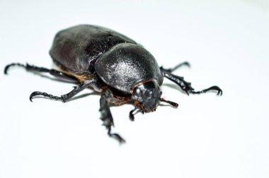 Beyaz arka planda dişi gergedan böceği