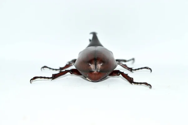 Escarabajo Rinoceronte Macho Sobre Fondo Blanco Xylotrupes Gideon Linnaeus Escarabajo — Foto de Stock