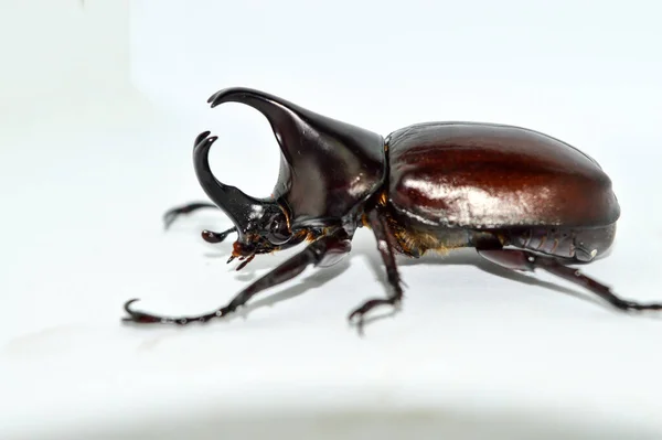 Male Rhino Beetle White Background Xylotrupes Gideon Linnaeus Siamese Rhinoceros — Stock Photo, Image