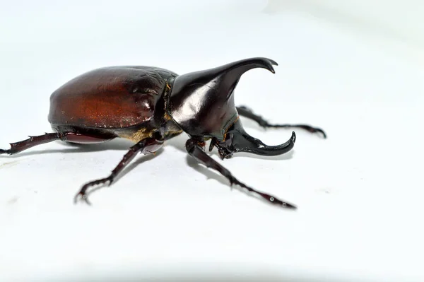 Besouro Rinoceronte Macho Sobre Fundo Branco Xylotrupes Gideon Linnaeus Besouro — Fotografia de Stock