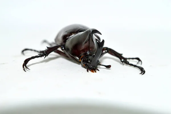 Besouro Rinoceronte Macho Sobre Fundo Branco Xylotrupes Gideon Linnaeus Besouro — Fotografia de Stock