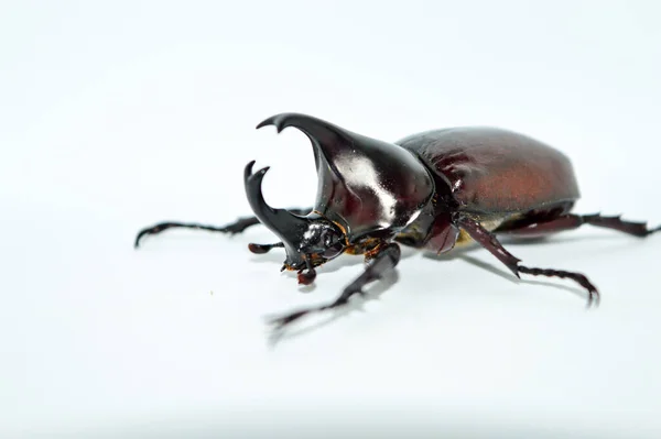 Male rhino beetle on white background,Xylotrupes Gideon Linnaeus, Siamese rhinoceros beetle, Fighting beetle