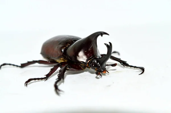 Male Rhino Beetle White Background Xylotrupes Gideon Linnaeus Siamese Rhinoceros — Stock Photo, Image