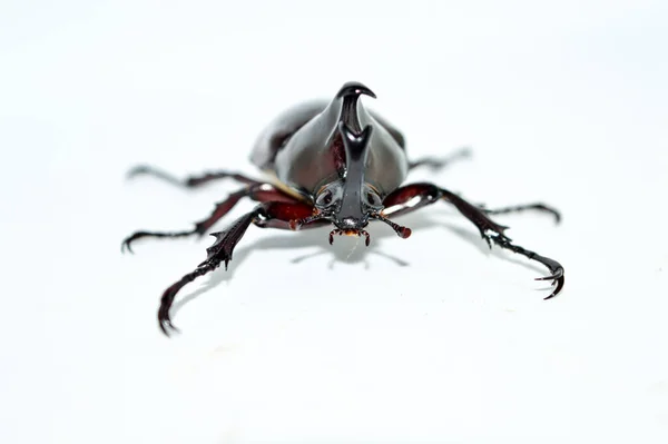 Mannelijke Neushoorn Kever Witte Achtergrond Xylotrupes Gideon Linnaeus Siamese Neushoorn — Stockfoto