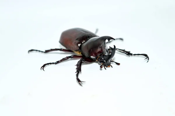 Besouro Rinoceronte Macho Sobre Fundo Branco Xylotrupes Gideon Linnaeus Besouro — Fotografia de Stock