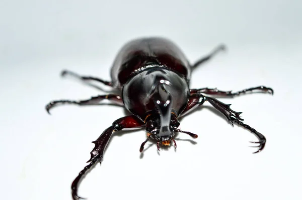 白色背景的雄性犀牛甲虫 Xylotrupes Gideon Linnaeus 暹罗犀牛甲虫 战斗甲虫 — 图库照片