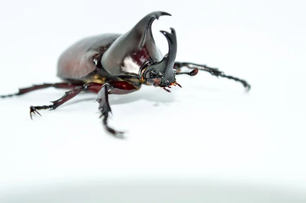 白い背景にオスのサイの甲虫 Xylotrupesギデオン リンネ シアメスのサイの甲虫 戦いの甲虫 — ストック写真