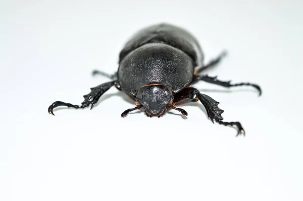 Escarabajo Rinoceronte Femenino Sobre Fondo Blanco — Foto de Stock