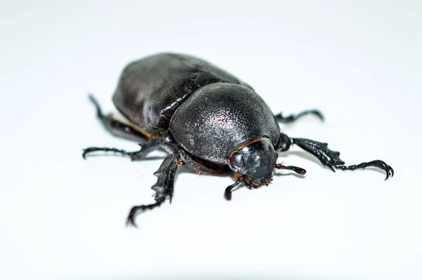 Female Rhinoceros beetle on white background