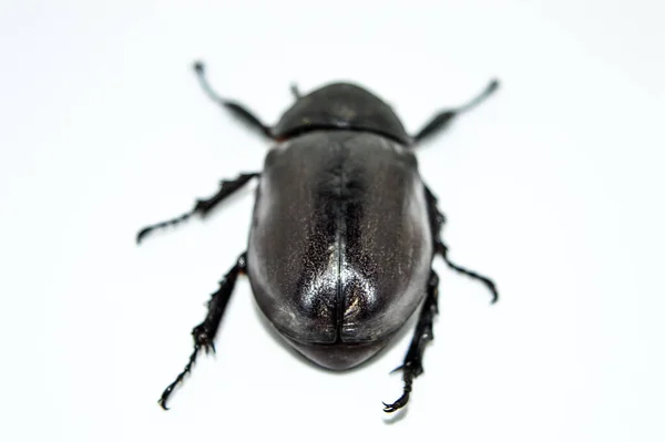 白い背景の女性のサイの甲虫 — ストック写真