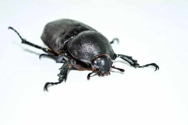 Vrouwelijke Neushoorn Witte Achtergrond — Stockfoto