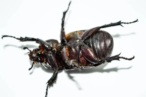 白色背景的雌性犀牛甲虫 — 图库照片