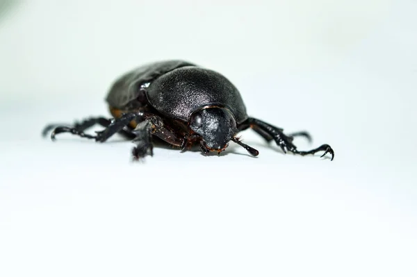 Female Rhinoceros Beetle White Background — Stock Photo, Image