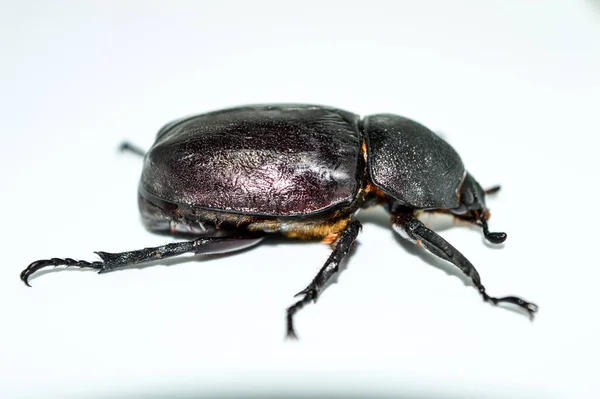 Female Rhinoceros beetle on white background