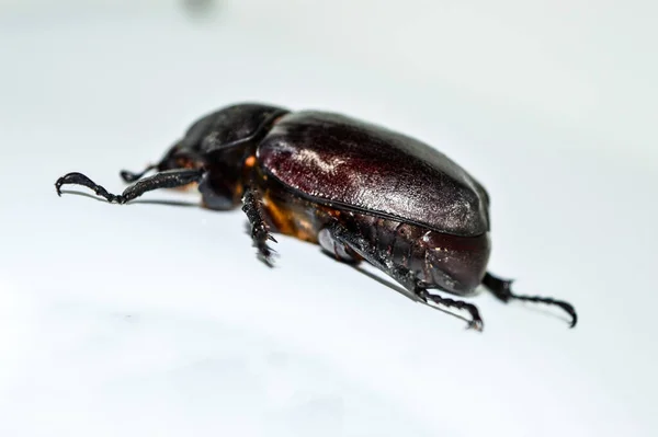 Female Rhinoceros beetle on white background