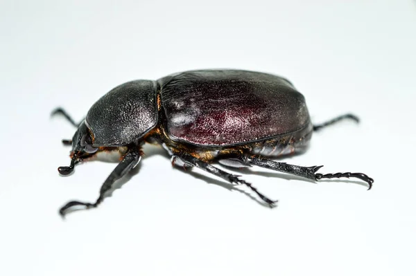 Female Rhinoceros beetle on white background