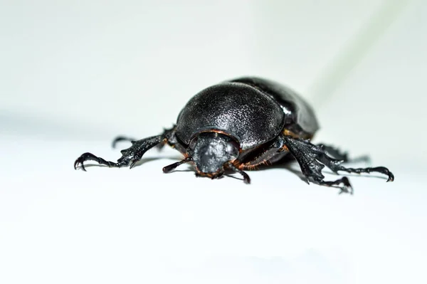 Female Rhinoceros beetle on white background