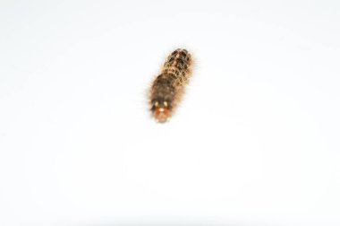 Kalın yastıklı tırtıl, beyaz bir arka planda izole edilmiş.