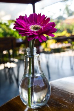 Mor arka planda vazoda Gerbera buketi.