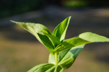 Ağaç tepeleri ve ferahlatıcı sabahlar, genç ağaç yaprakları.
