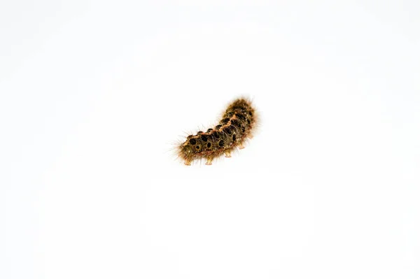 Толстая Налетная Гусеница Изолирована Белом Фоне — стоковое фото