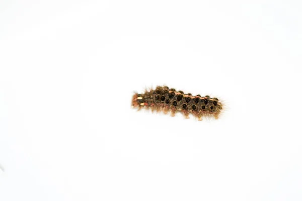 Толстая Налетная Гусеница Изолирована Белом Фоне — стоковое фото