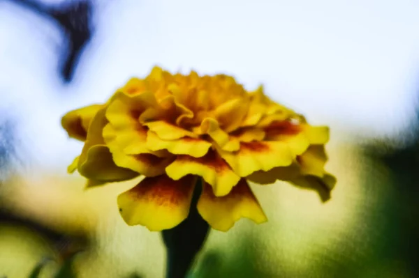 Beau Jaune Vif Coloré Haut Fleur Souci — Photo