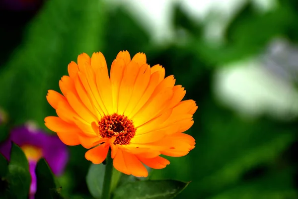 Pot Marigold Цветок Оранжевый Цвет — стоковое фото