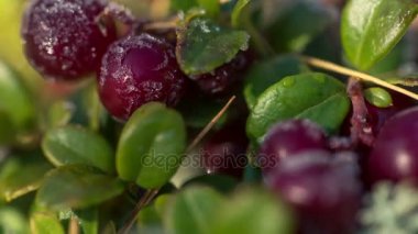 İnek-berry bitki yaprakları, tam Hd erime Frost