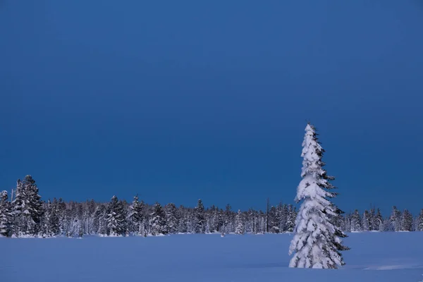 Veduta della bellissima foresta invernale alla luce del tramonto — Foto Stock