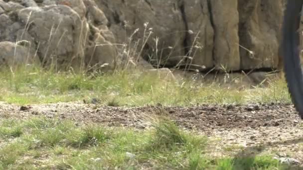 Vélo sur prairie verte — Video