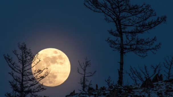 Nacht tijd vervallen grote volle heldere maan stijgt boven heuvel in hemel. — Stockvideo