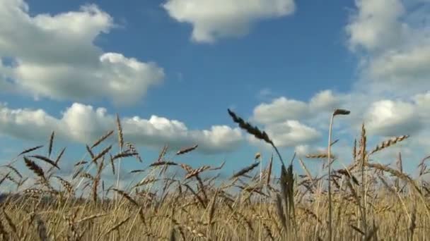 Tarwe oogst op het veld tegen de blauwe hemel. — Stockvideo