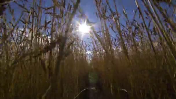 Orelhas de trigo em um campo . — Vídeo de Stock
