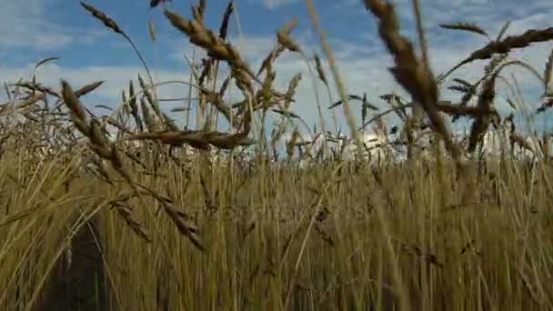 Buğday ekin alanında mavi gökyüzü. — Stok video