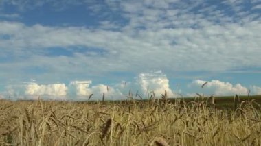 buğday ekin alanında mavi gökyüzü.