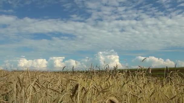 Grano raccolto sul campo contro il cielo blu . — Video Stock