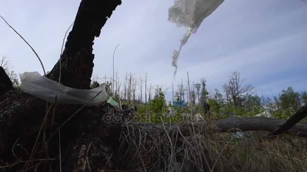 Scarico rifiuti nella foresta, inquinamento ambientale, foresta, alberi . — Video Stock
