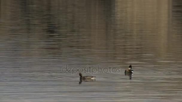 Patos nadando en el lago en verano — Vídeos de Stock