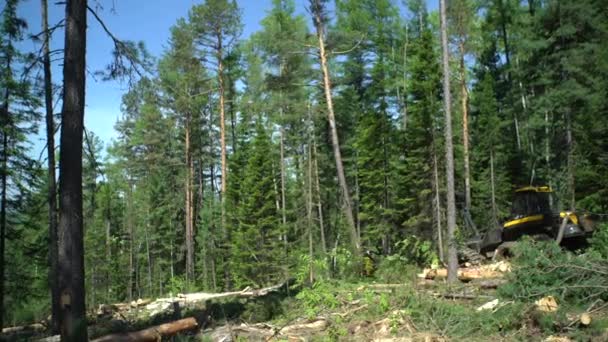 Skogen skördare i åtgärd - skära ner träd. — Stockvideo