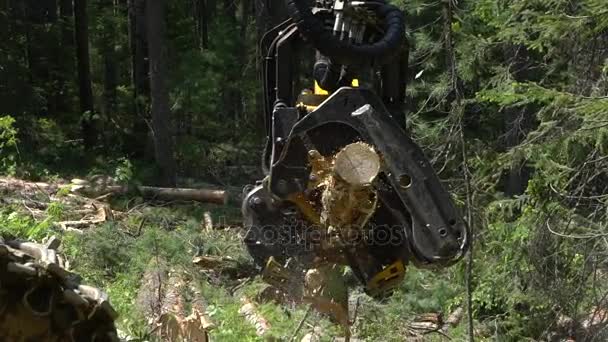 Un bras mécanique coupe un tronc d'arbre fraîchement coupé dans une forêt — Video