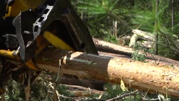 Brazo mecánico corta un tronco de árbol recién cortado en un bosque — Vídeos de Stock