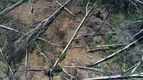 vue aérienne survolant la forêt coupée détruite 