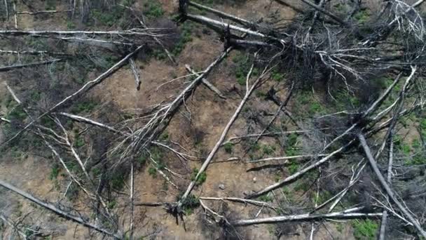 Luchtfoto vliegen over vernietigde gesneden bos — Stockvideo